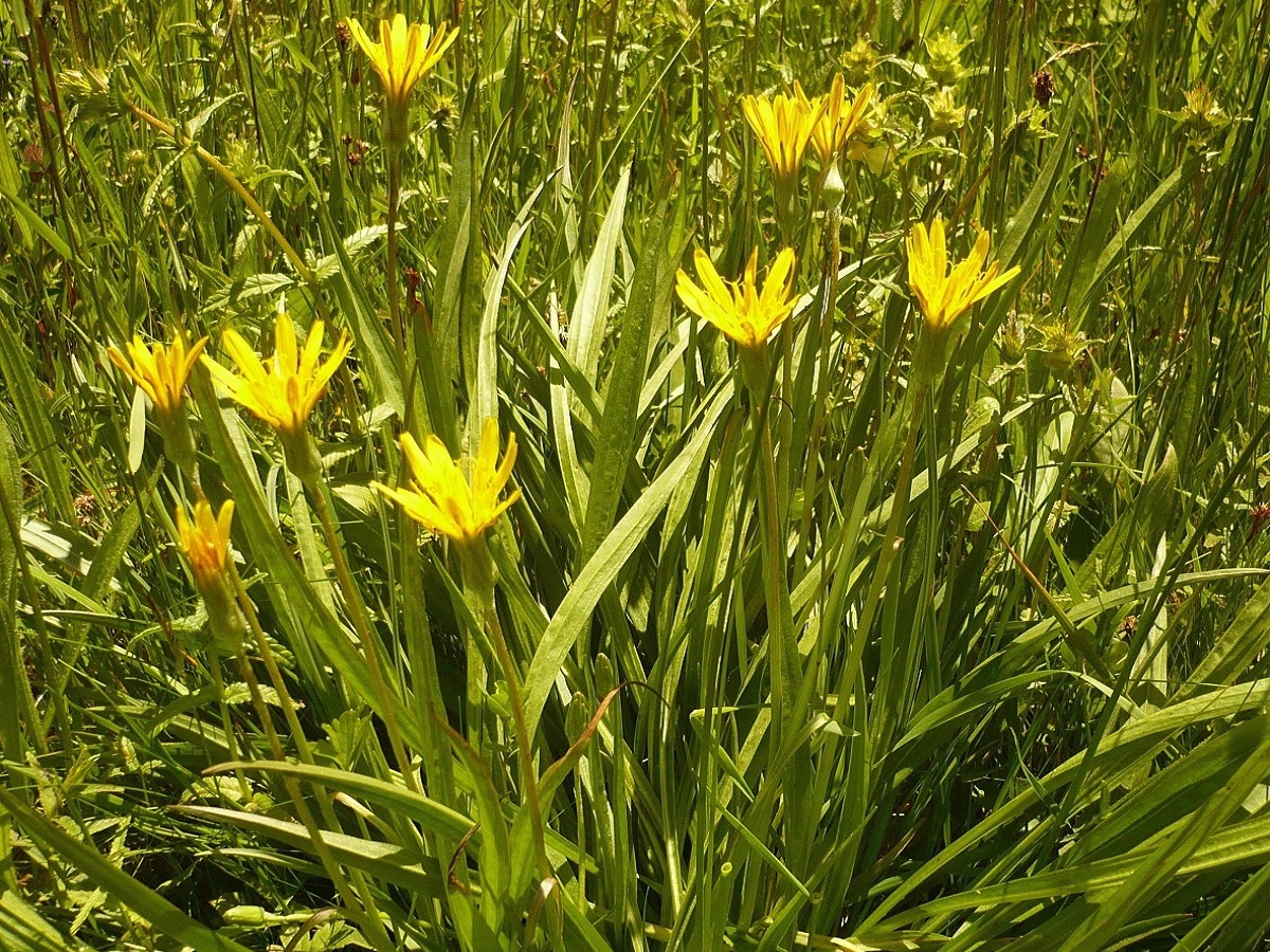 Scorzonera humilis (Asteraceae)